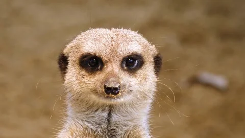 Close up meerkat Stock Footage 310624235