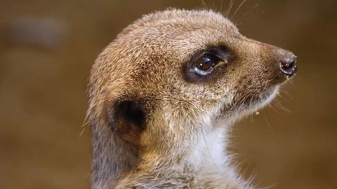 Close up meerkat Stock Footage 310624350