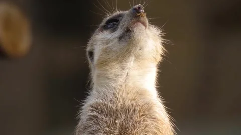 Close up meerkat Stock Footage 310624403