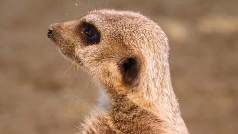 Close up meerkat Stock Footage 310627808