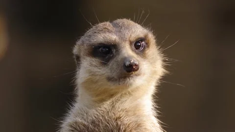 Close up meerkat Stock Footage 310628164