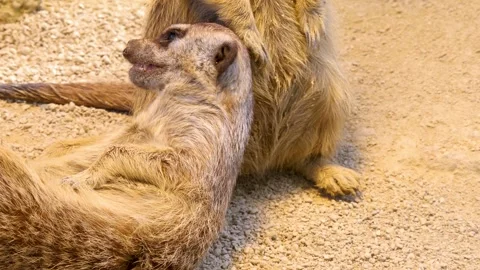 Close up meerkat Stock Footage 310630850