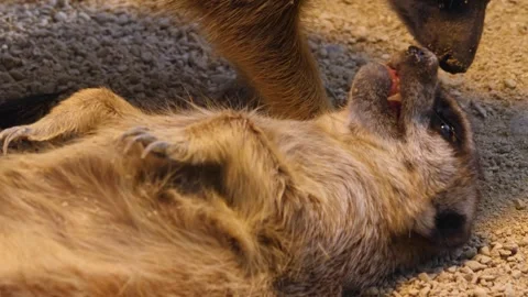 Close up meerkat Stock Footage 310630851