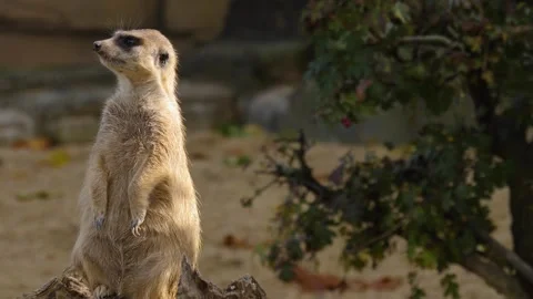 Close up meerkat Stock Footage 310630919