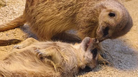 Close up meerkat Stock Footage 310630975