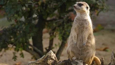 Close up meerkat Stock Footage 310630983
