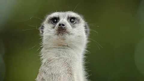 Close up of meerkat on green background Stock Footage 113989515