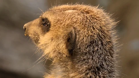 Close up of Meerkat head  Stock Footage 119491481