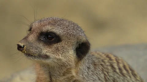 Close up of meerkat head  Stock Footage 273657344