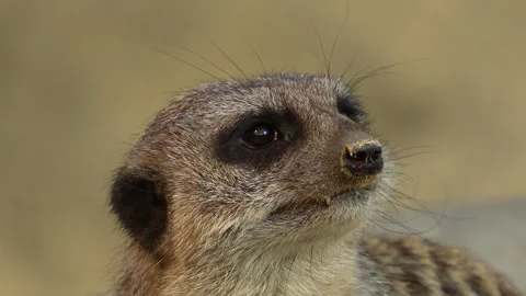 Close up of Meerkat head Video stock 275535353
