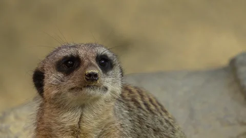Close up of meerkat head Stock Footage 275551556
