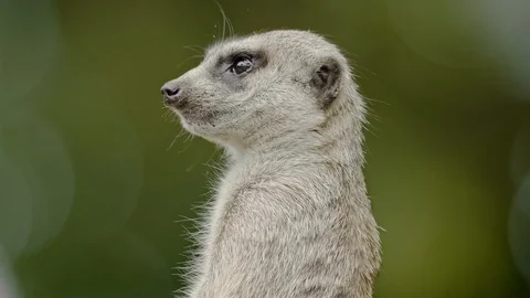 Close up of meerkat looking around Stock Footage 113989870