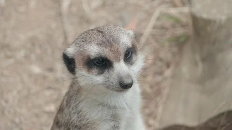 Close Up of Meerkat Looking Around Outdoors 動画素材 341829438