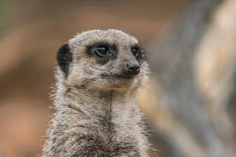 Close Up Meerkat Stock Photos