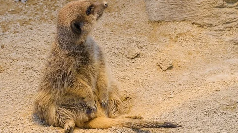 Close up of Meerkat sitting on bud. Stock Footage 119490464