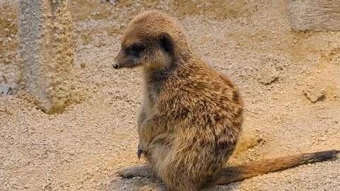 Close up of Meerkat sitting on bud. Stock Footage 119490665