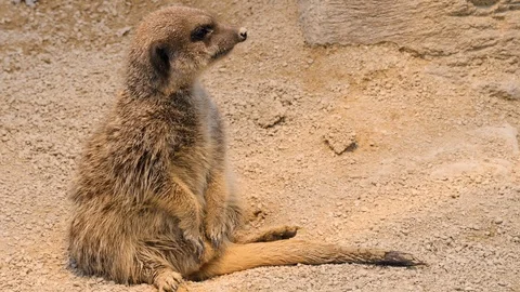 Close up of Meerkat sitting on bud. Stock Footage 119491053