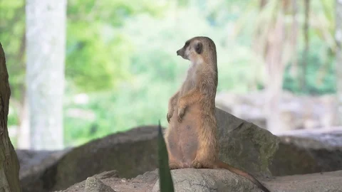 Close up Meerkats Stock Footage 90748464