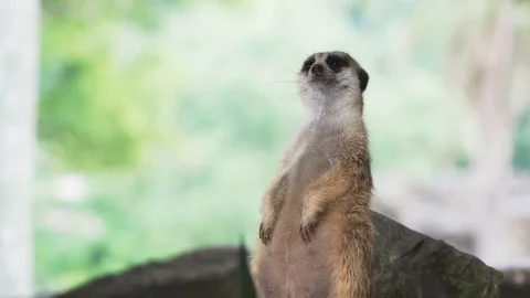 Close up Meerkats 스톡 동영상 90748796