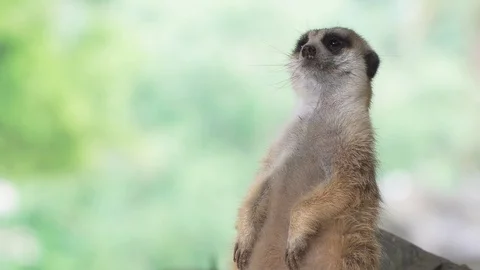 Close up Meerkats Video stock 90748971