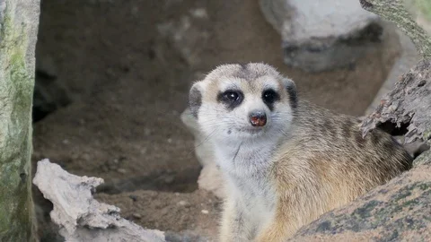 Close up Meerkats Vidéo 90749689