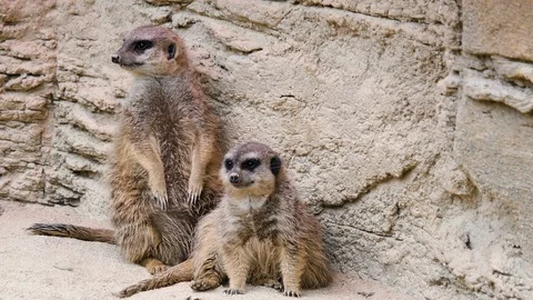 Close up of Meerkats Video stock 119490841