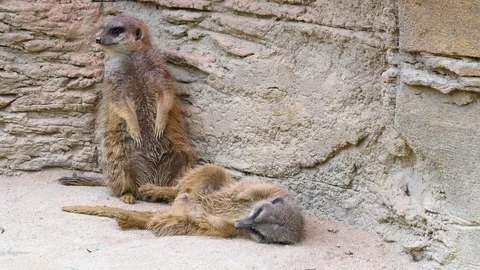 Close up of Meerkats Stock Footage 119491814