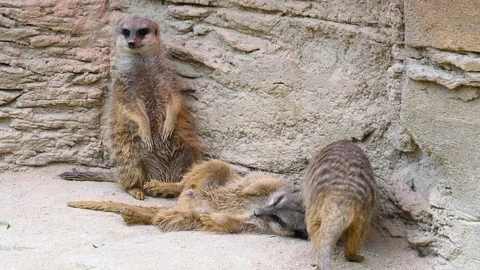 Close up of Meerkats Video stock 119491939