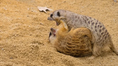 Close up of meerkats Stock Footage 123978551