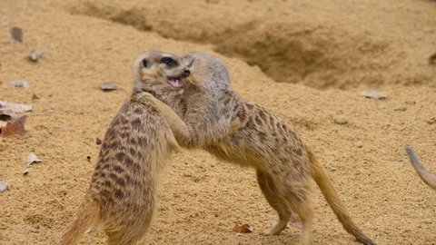 Close up of meerkats Stock Footage 123979208