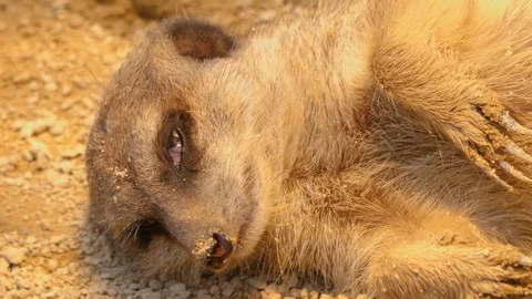 Close up of meerkats 스톡 동영상 123980321