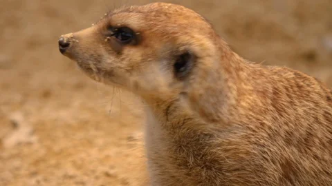 Close up of meerkats 스톡 동영상 123980777