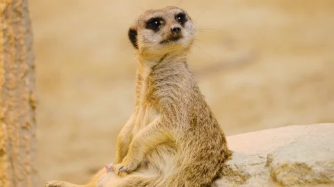 Close up of meerkats Video stock 132896082