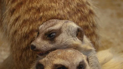 Close up of meerkats 스톡 동영상 132897184