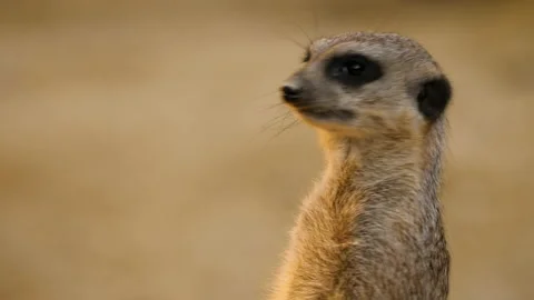 Close up of meerkats Stock Footage 132906519