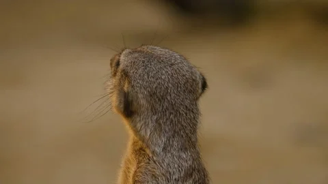 Close up of meerkats Stock Footage 132907166