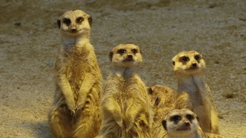 Close up of meerkats Stock Footage 132908093