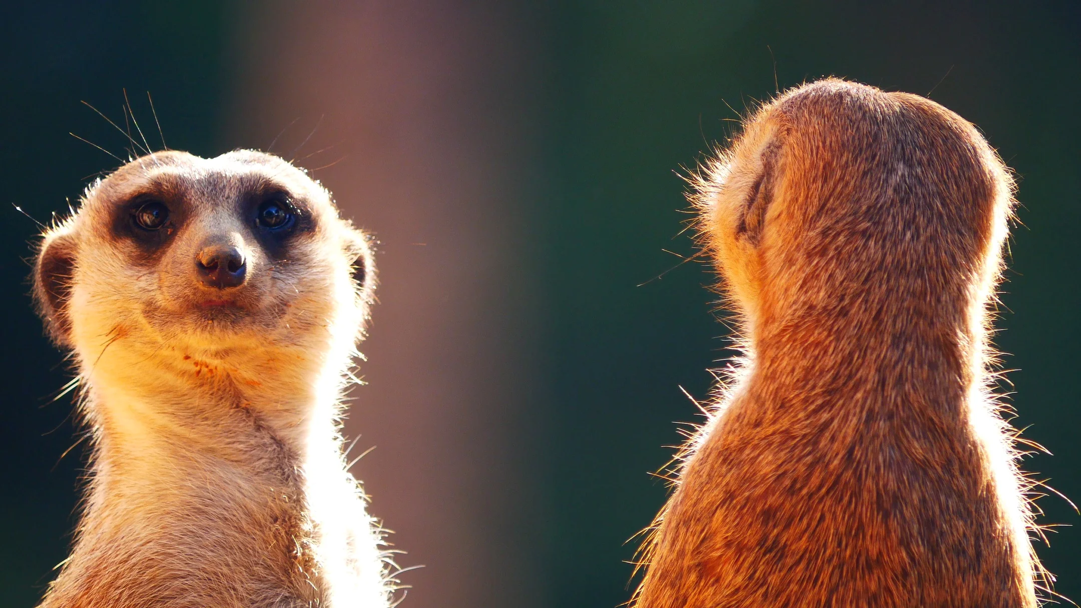 Meerkat Watch stock photo. Image of cute, kalahari, namibia - 85137192