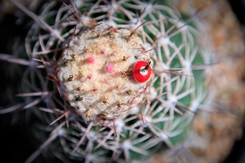 Close up melocactus with red fruit Stock-Fotos