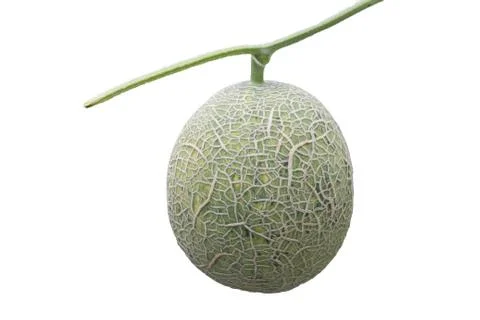 Close up Melon in farm Stock Photos