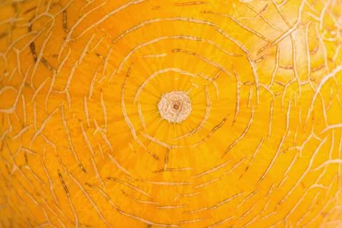 Close up of melon peel Stock Photos