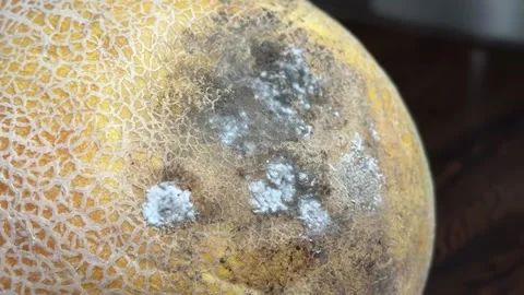 Close Up of Melon with White Mold Like Coating Stock Footage 315991723