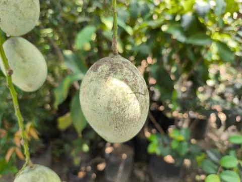 Close-up of melons on vine. Fotos Stock