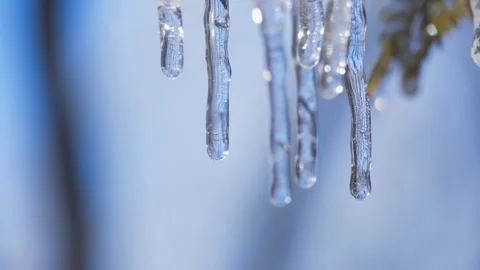 Close up of melting icicles hanging from pine tree branches in winter sunlight Stock Footage 341958850
