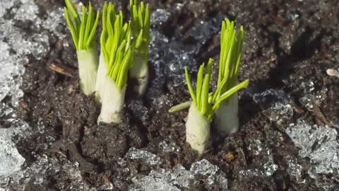 Close-up, melting snow Stock Footage 182571105