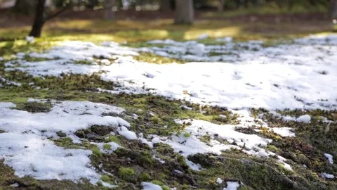 Close Up of Melting Snow on Grass Stock Footage 73163400