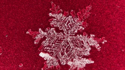 Close-up of melting snowflake Stock Footage 230029478