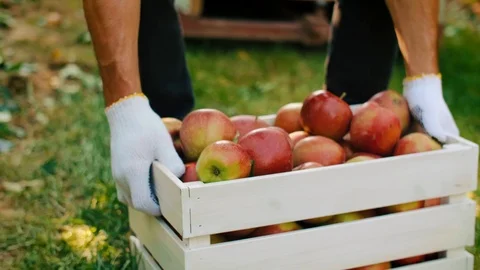 Close up of men carrying a full crate of apples Stock Footage 117359492