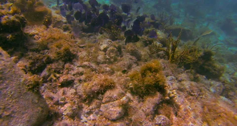 A close up of mennows Stock Footage 42805869