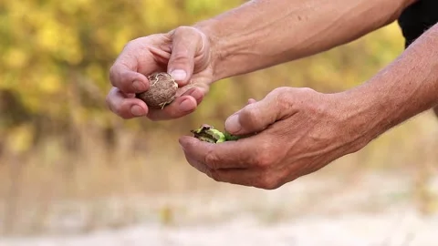 Close up of men's hands clean a freshly picked walnut in a green peel. Walnuts a Stock Footage 294826062
